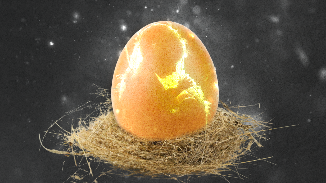 Человек-ехидна: могли бы люди стать яйцекладущими?