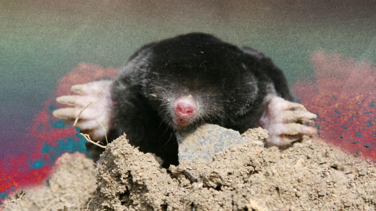 Разум из-под земли: если бы люди были кротами